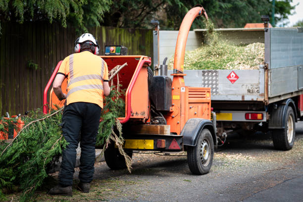 How Our Tree Care Process Works  in  New Hope, MS