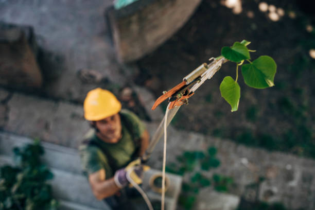 Best Tree Removal  in New Hope, MS